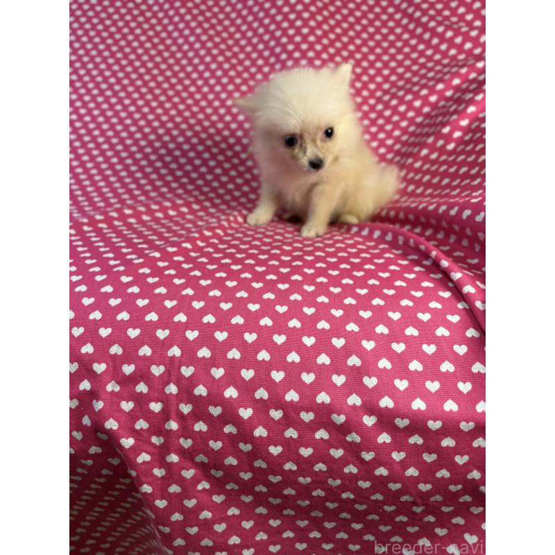 販売中の北海道のミックス犬-409310の2枚目