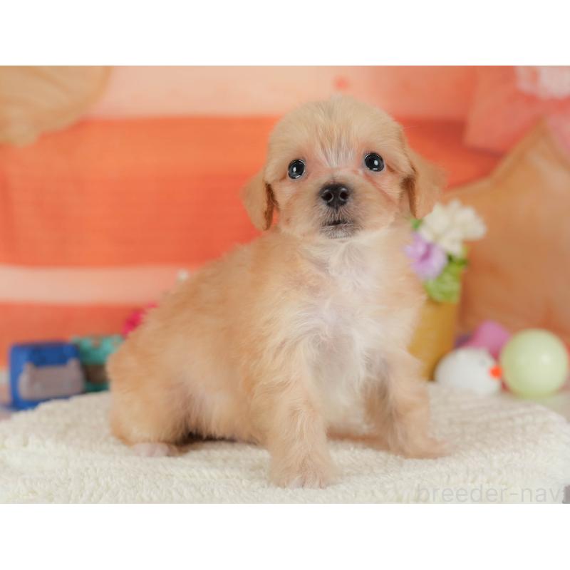 販売中の栃木県のマルプー:マルチーズ×トイプードル-409338の5枚目