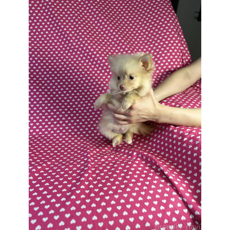 販売中の北海道のミックス犬-409314の4枚目