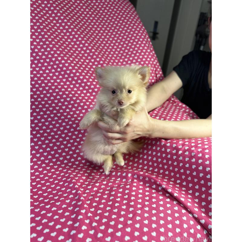 販売中の北海道のミックス犬-409314