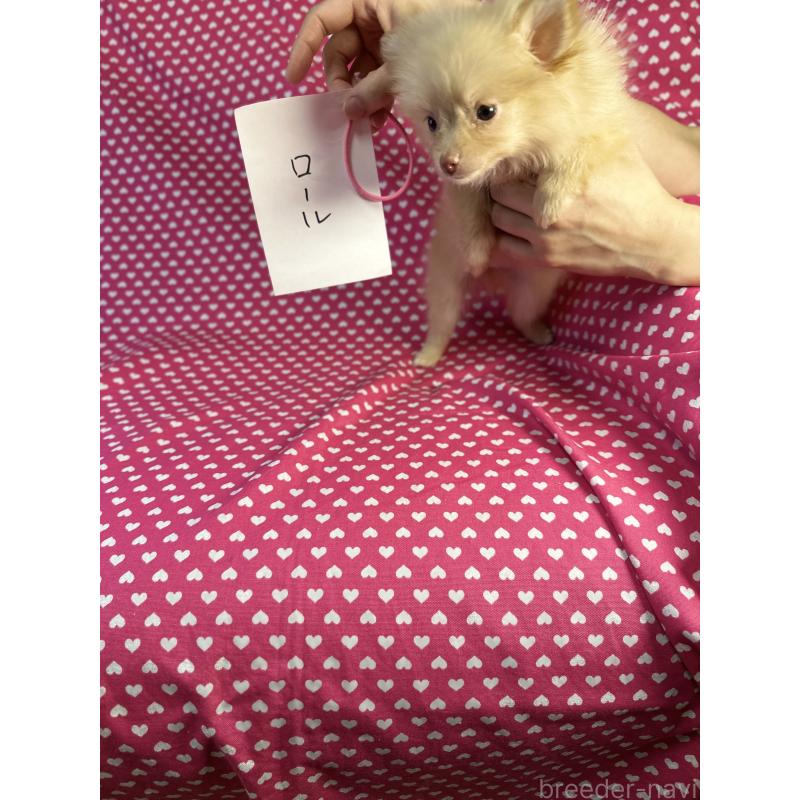 販売中の北海道のミックス犬-409314の2枚目