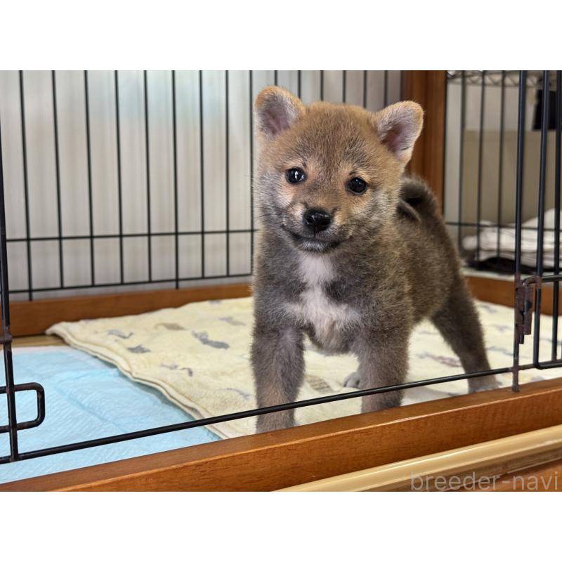 販売中の岡山県の柴犬-409315の4枚目