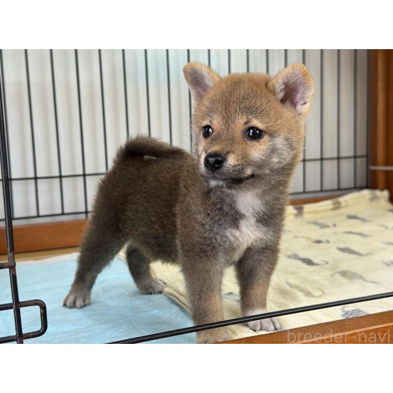 販売中の岡山県の柴犬-409315の3枚目