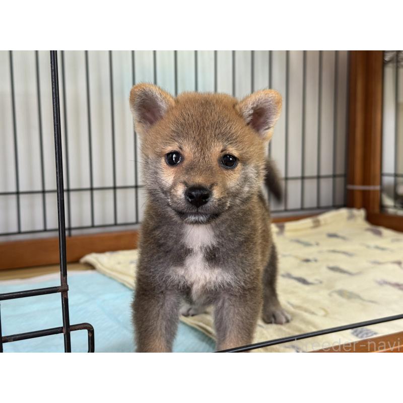 販売中の岡山県の柴犬-409315の2枚目