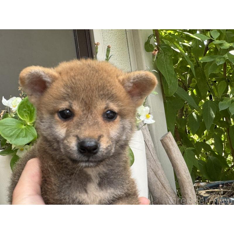 販売中の岡山県の柴犬-409315の1枚目