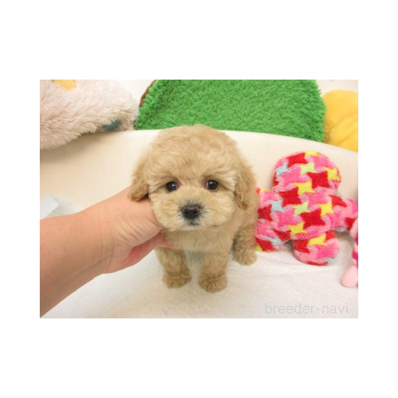 販売中の大阪府のトイプードル-409345の2枚目
