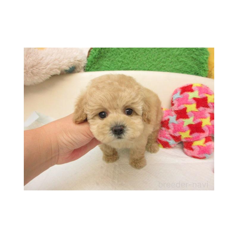販売中の大阪府のトイプードル-409345