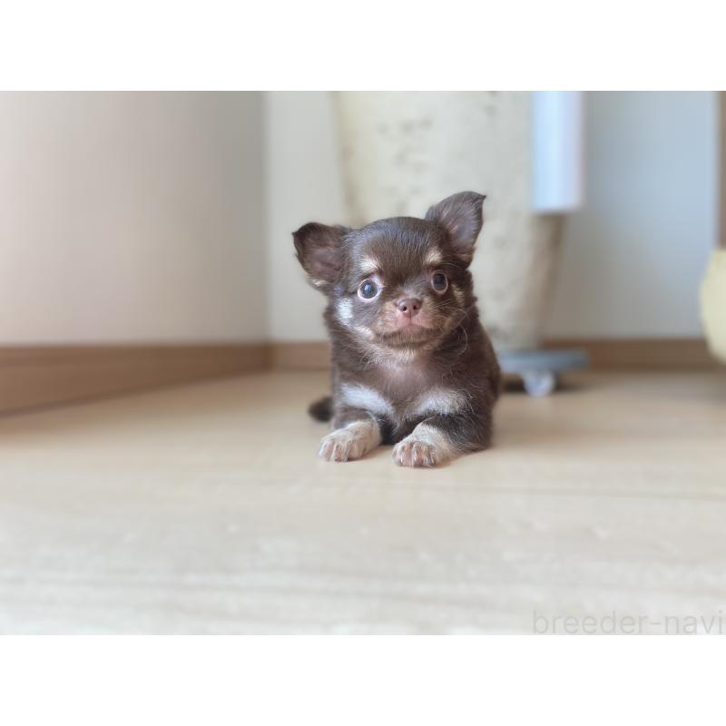 成約済の静岡県のチワワ(ロングコート)-408215の6枚目