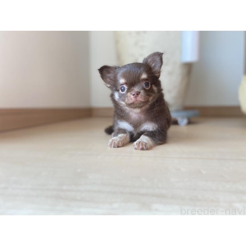 成約済の静岡県のチワワ(ロングコート)-408215の5枚目