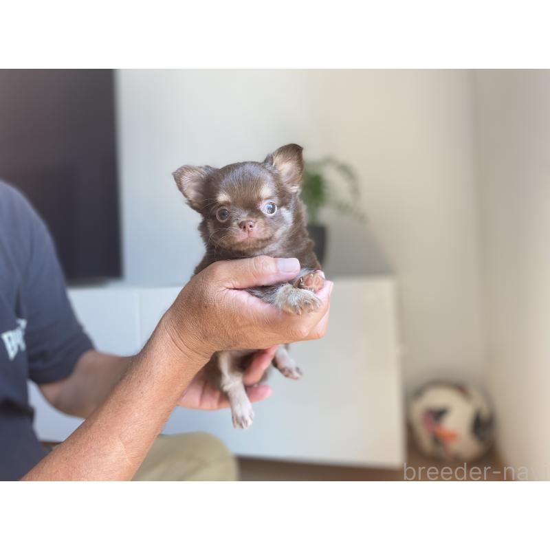 成約済の静岡県のチワワ(ロングコート)-408215の4枚目