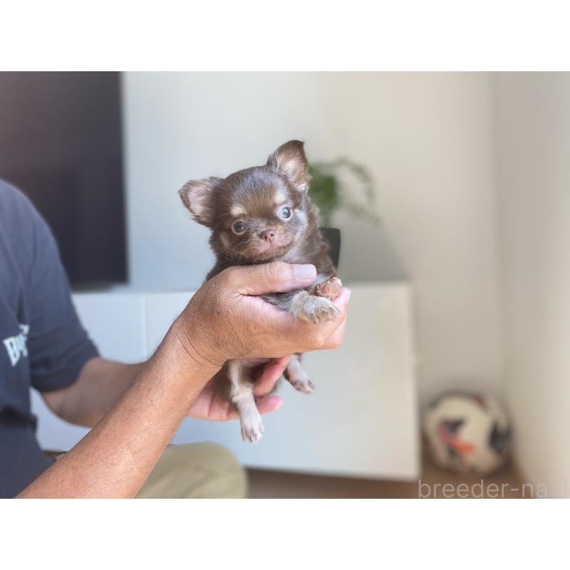 成約済の静岡県のチワワ(ロングコート)-408215の3枚目