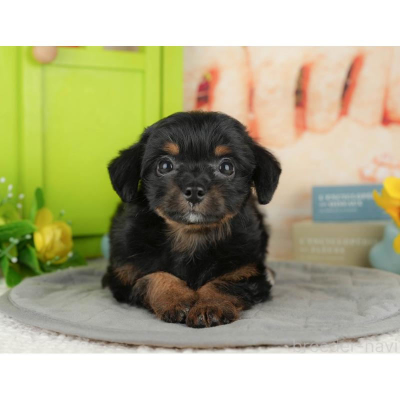 販売中の千葉県のミックス犬-409503の1枚目