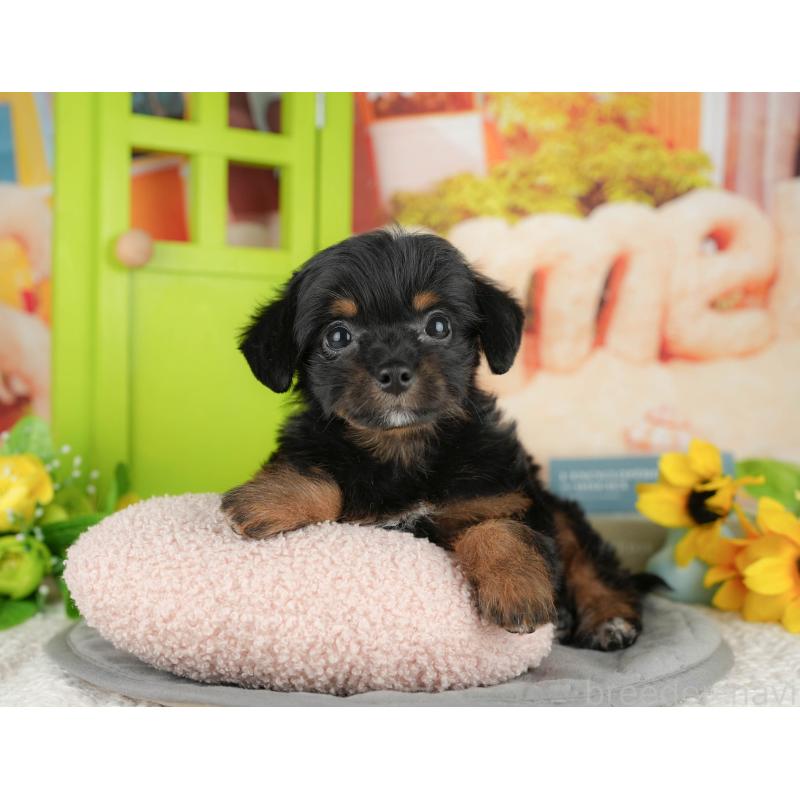 販売中の千葉県のミックス犬-409503の8枚目