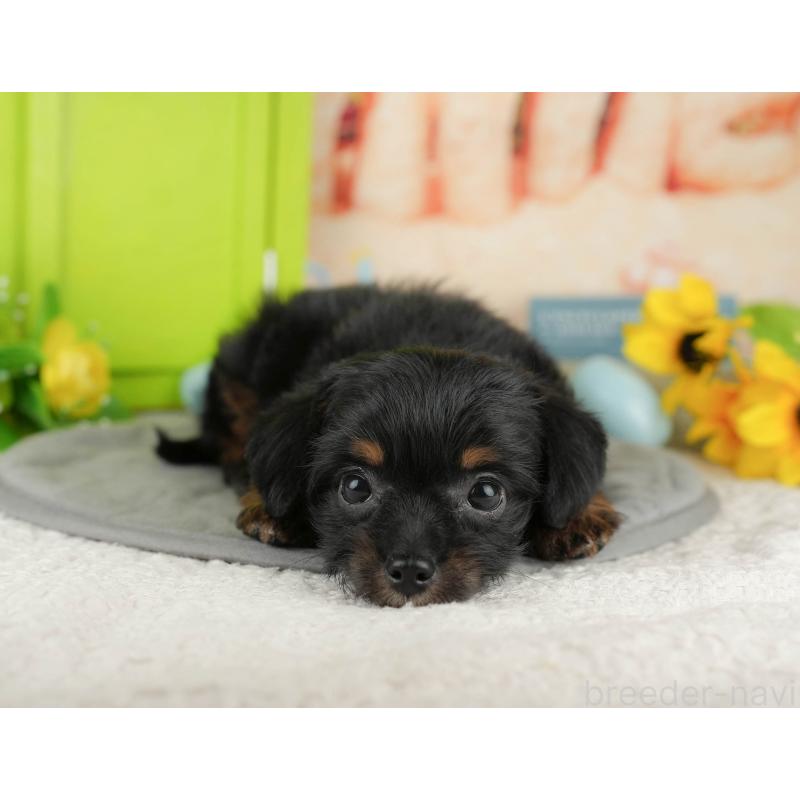 販売中の千葉県のミックス犬-409503の3枚目