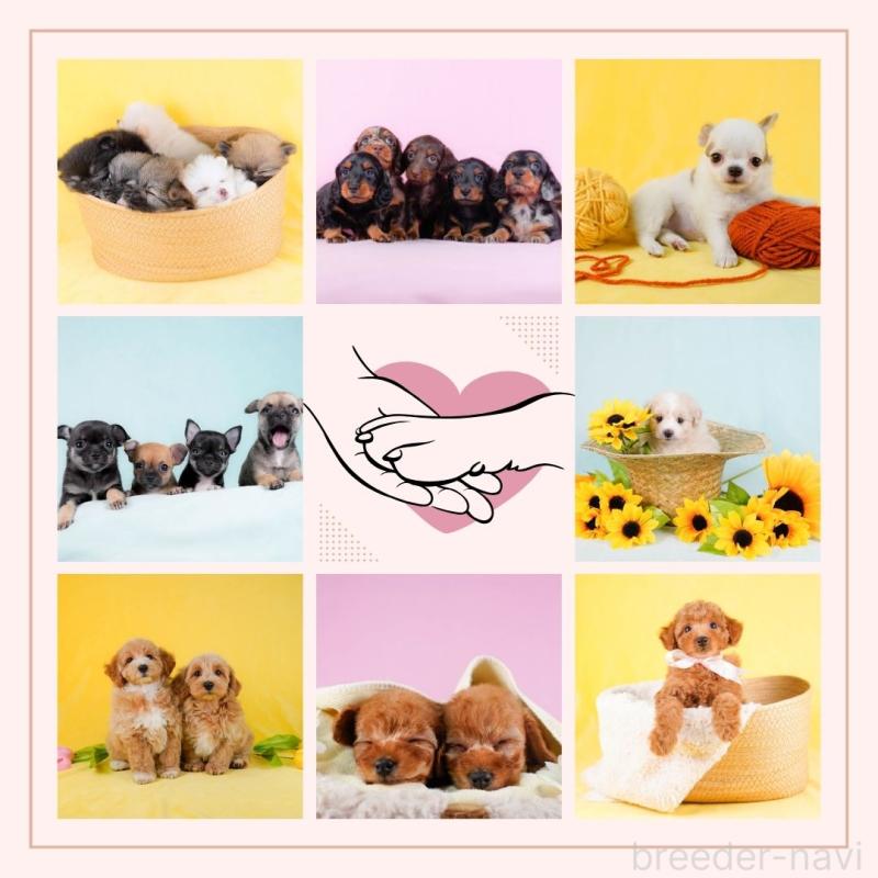 販売中の千葉県のミックス犬-409489の11枚目