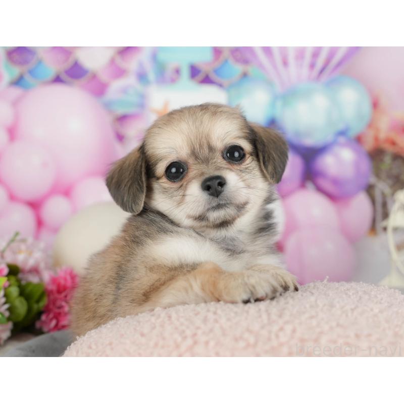 販売中の千葉県のミックス犬-409489