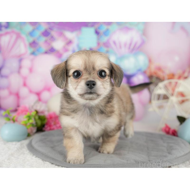 販売中の千葉県のミックス犬-409489の9枚目