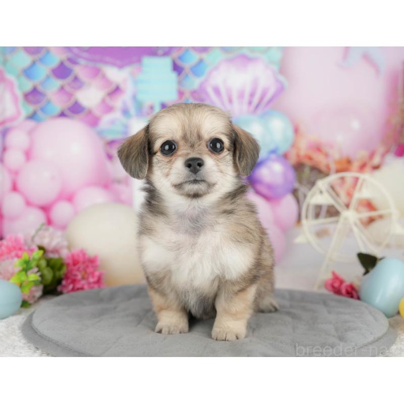 販売中の千葉県のミックス犬-409489の8枚目
