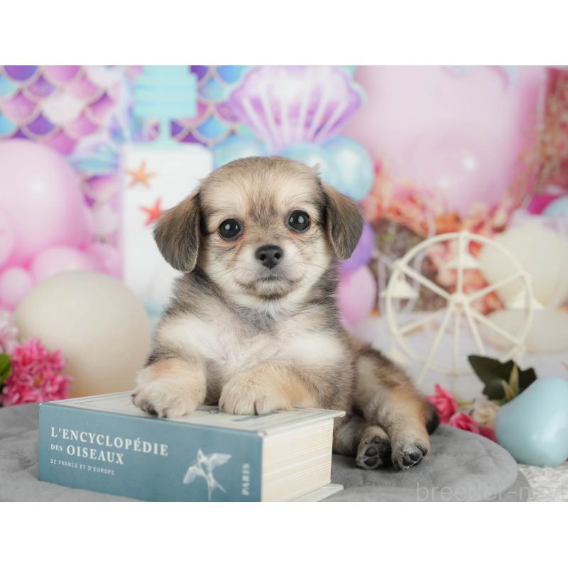 販売中の千葉県のミックス犬-409489の7枚目