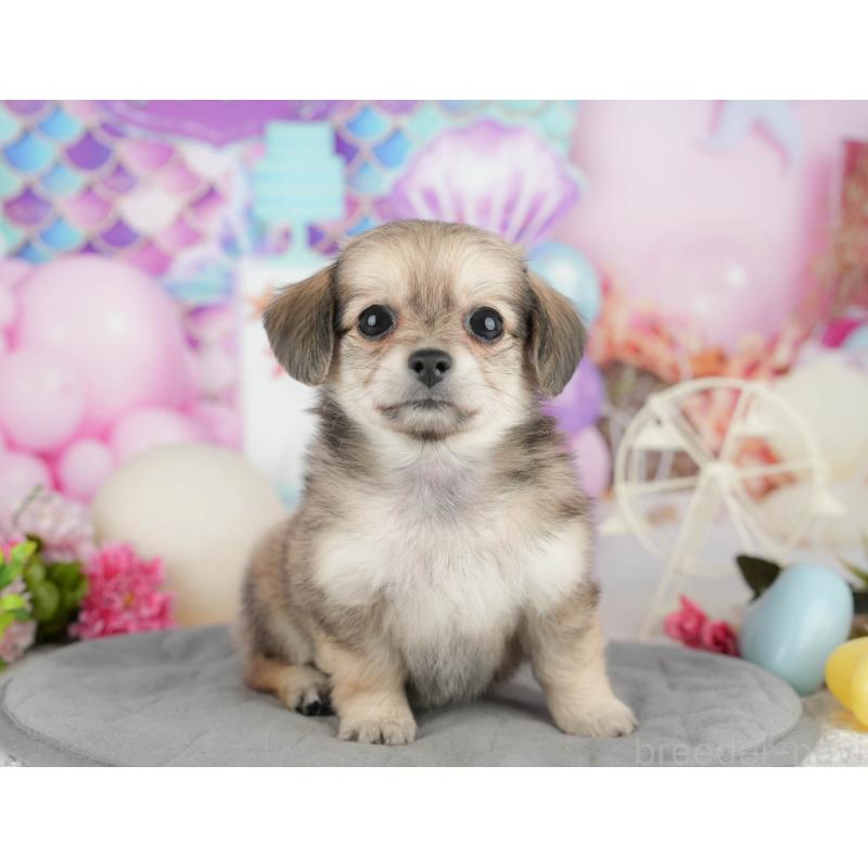 販売中の千葉県のミックス犬-409489の6枚目
