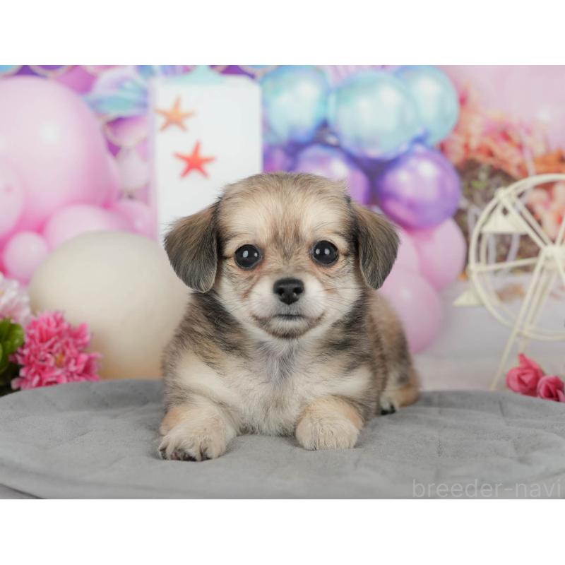 販売中の千葉県のミックス犬-409489の5枚目