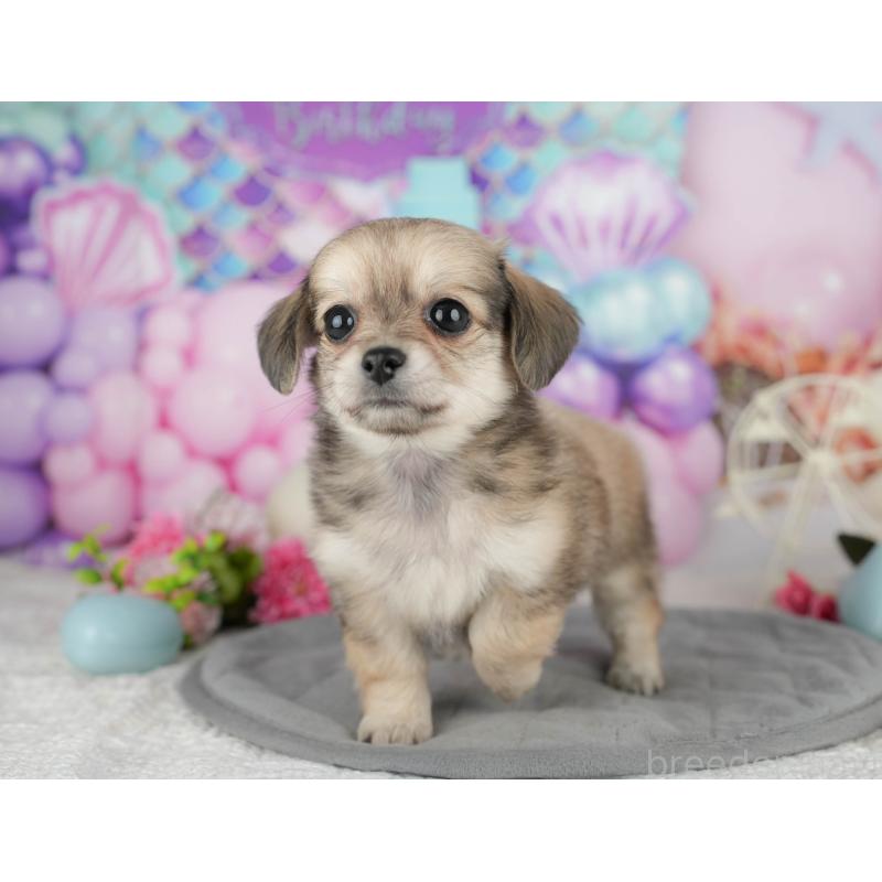 販売中の千葉県のミックス犬-409489の4枚目