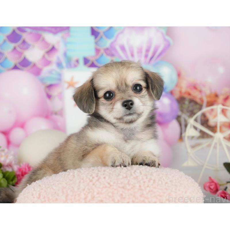 販売中の千葉県のミックス犬-409489の3枚目