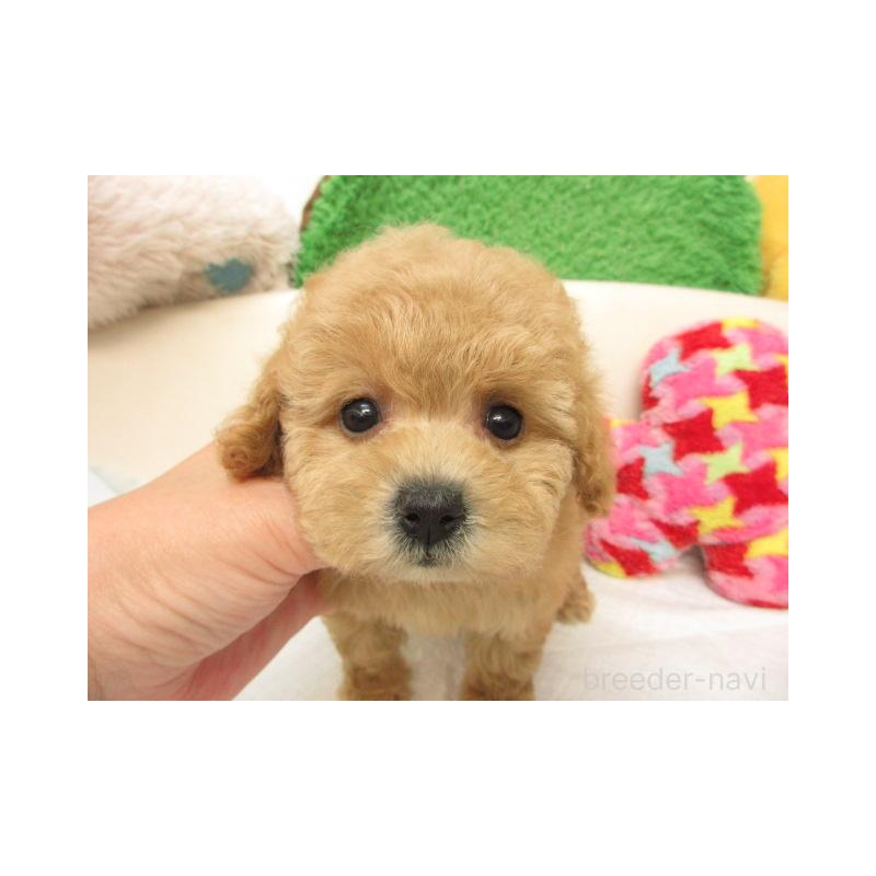 販売中の大阪府のトイプードル-409348