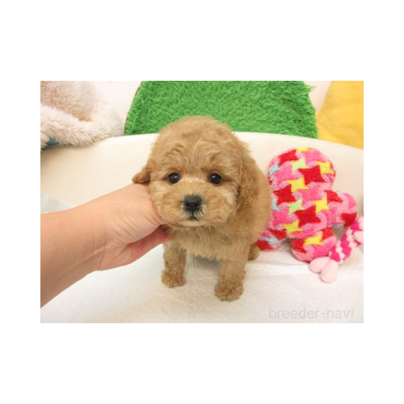 販売中の大阪府のトイプードル-409351