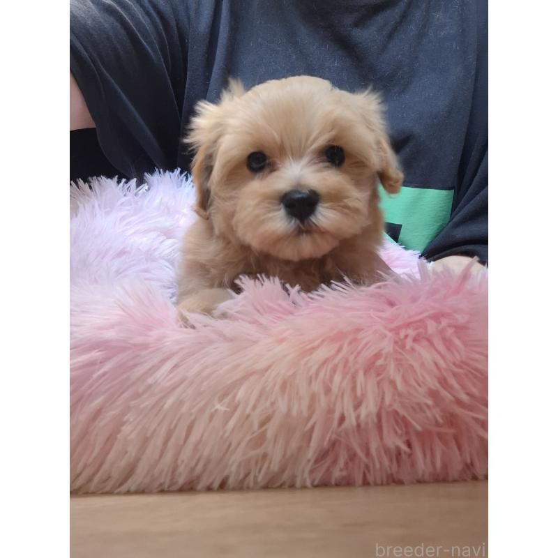 成約済の群馬県のマルプー:マルチーズ×トイプードル-403097の5枚目