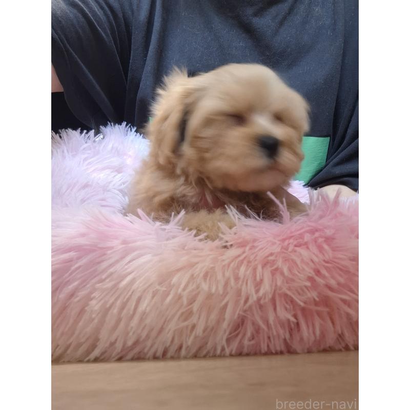 成約済の群馬県のマルプー:マルチーズ×トイプードル-403097の4枚目