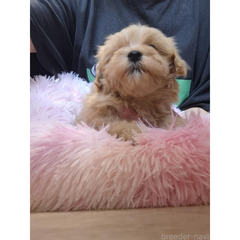 成約済の群馬県のマルプー:マルチーズ×トイプードル-403097の3枚目