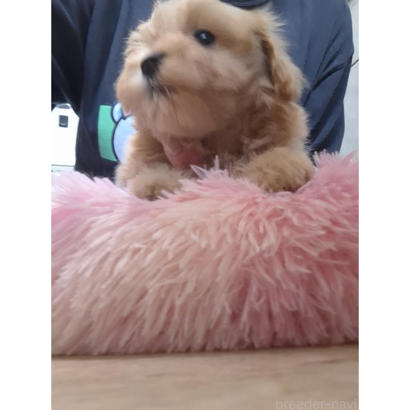 成約済の群馬県のマルプー:マルチーズ×トイプードル-403097の2枚目