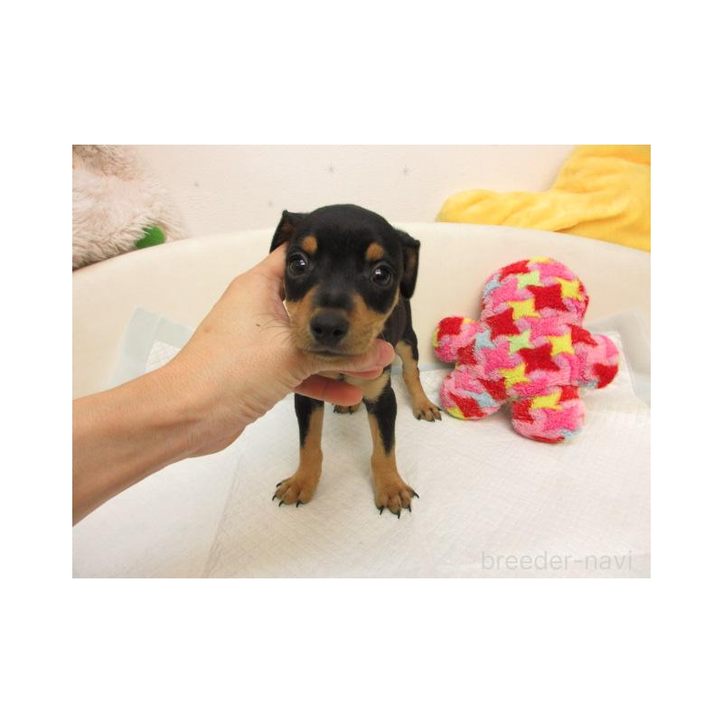 販売中の大阪府のミニチュアピンシャー(ミニピン)-409366