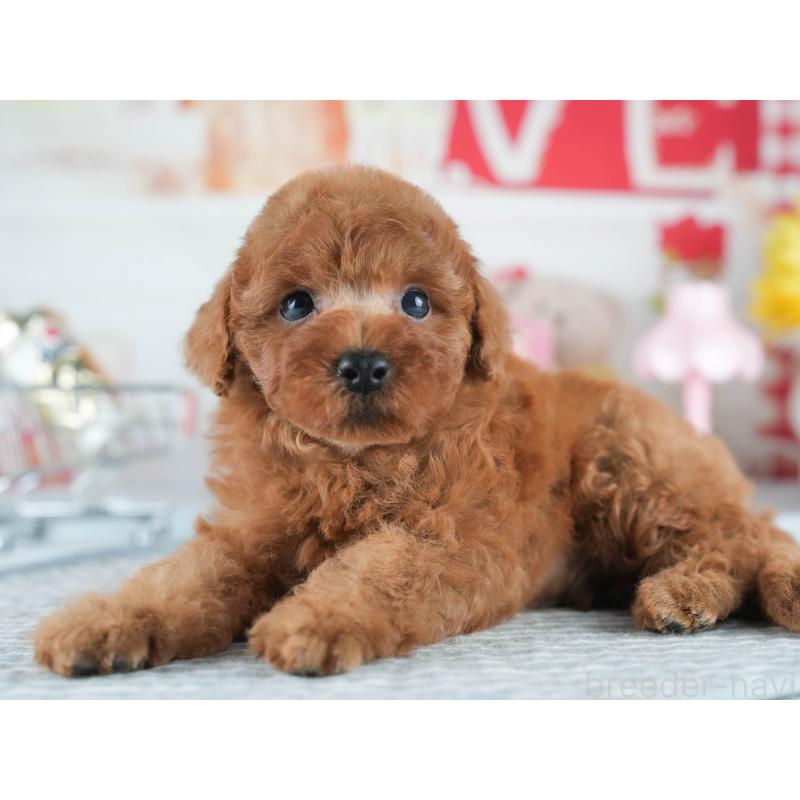 販売中の茨城県のトイプードル-409627の7枚目