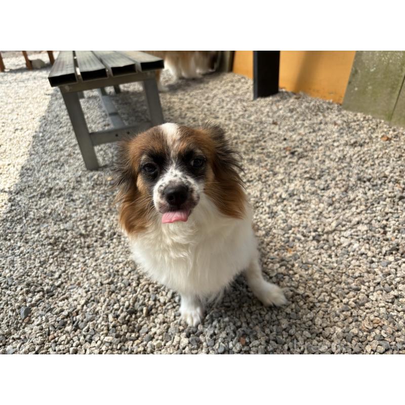 ドラミちゃんちゃん1枚目