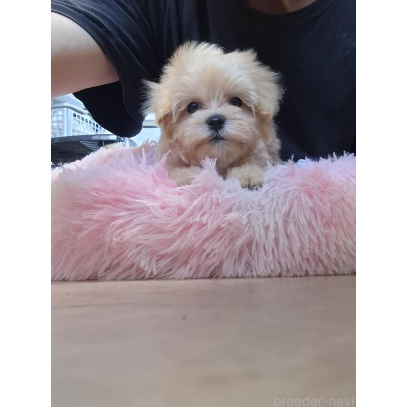 成約済の群馬県のマルプー:マルチーズ×トイプードル-403946の5枚目