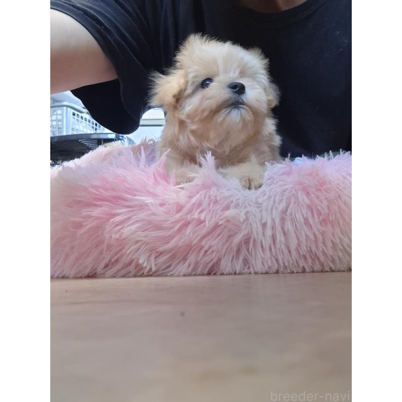 成約済の群馬県のマルプー:マルチーズ×トイプードル-403946の4枚目