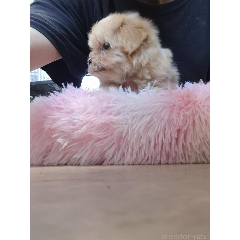 成約済の群馬県のマルプー:マルチーズ×トイプードル-403946の3枚目