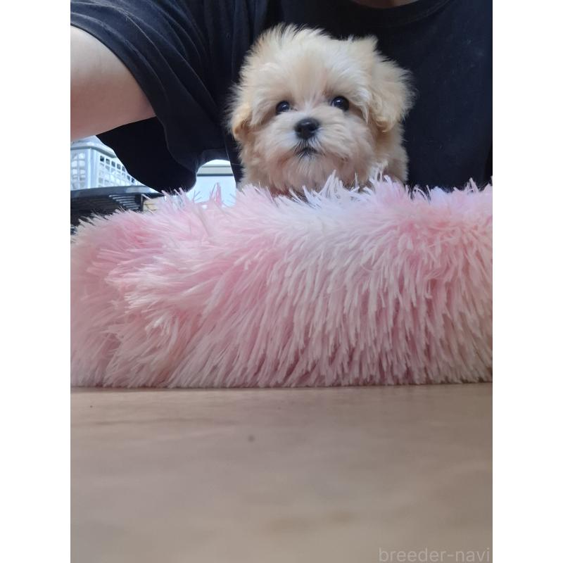 成約済の群馬県のマルプー:マルチーズ×トイプードル-403946の2枚目