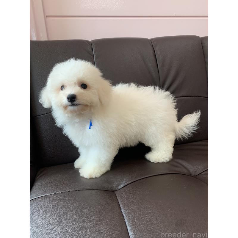 成約済の滋賀県のビションフリーゼ-397387の9枚目