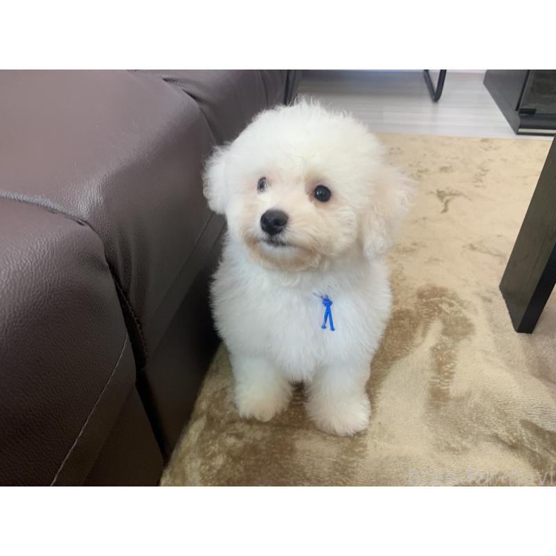 成約済の滋賀県のビションフリーゼ-397387の8枚目