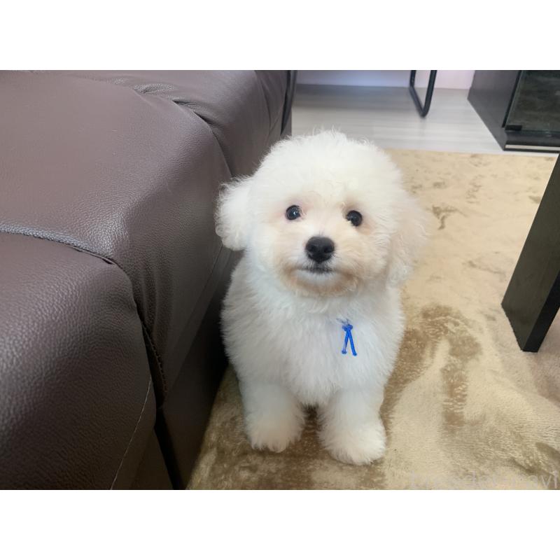 成約済の滋賀県のビションフリーゼ-397387の7枚目