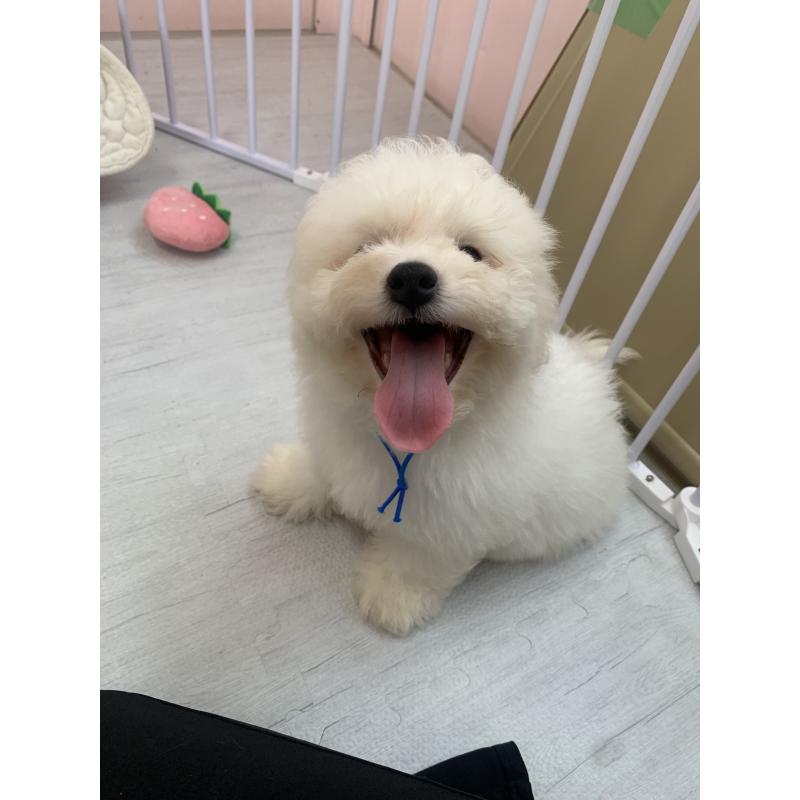 成約済の滋賀県のビションフリーゼ-397387の6枚目