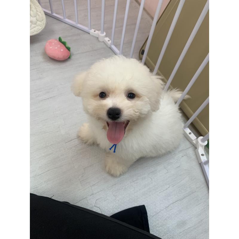 成約済の滋賀県のビションフリーゼ-397387の5枚目