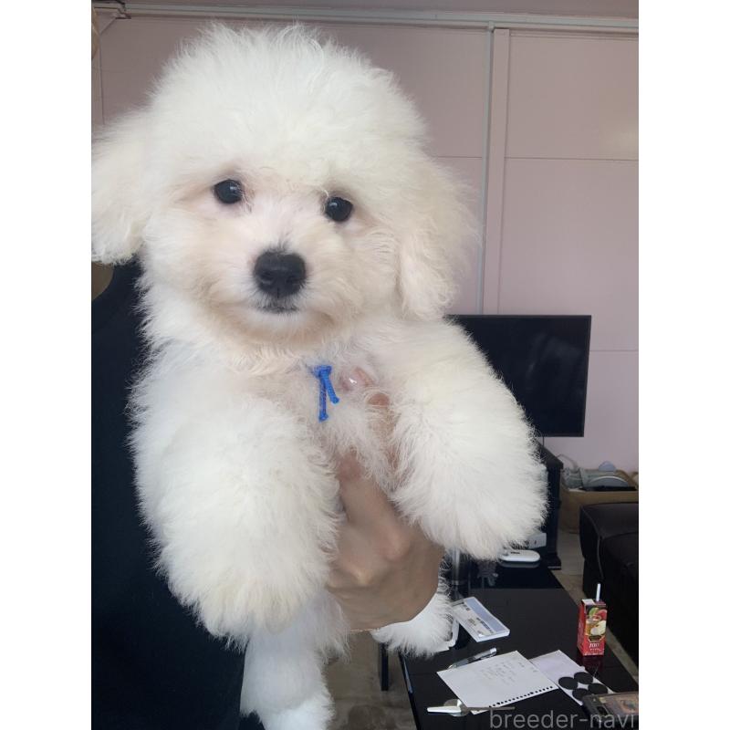 成約済の滋賀県のビションフリーゼ-397387の4枚目