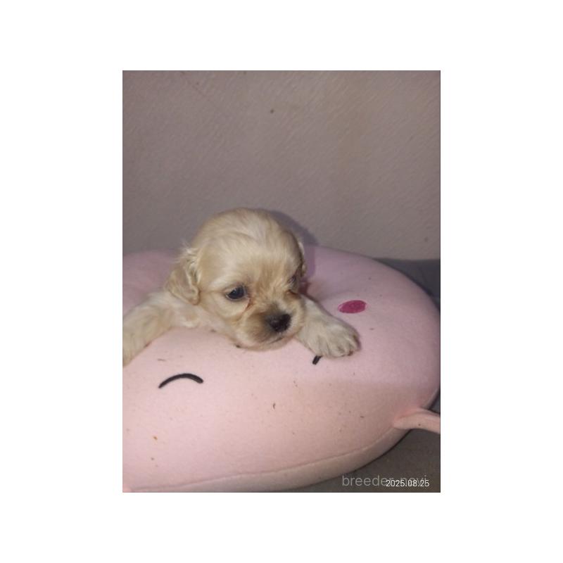 販売中の茨城県のミックス犬-409384の3枚目