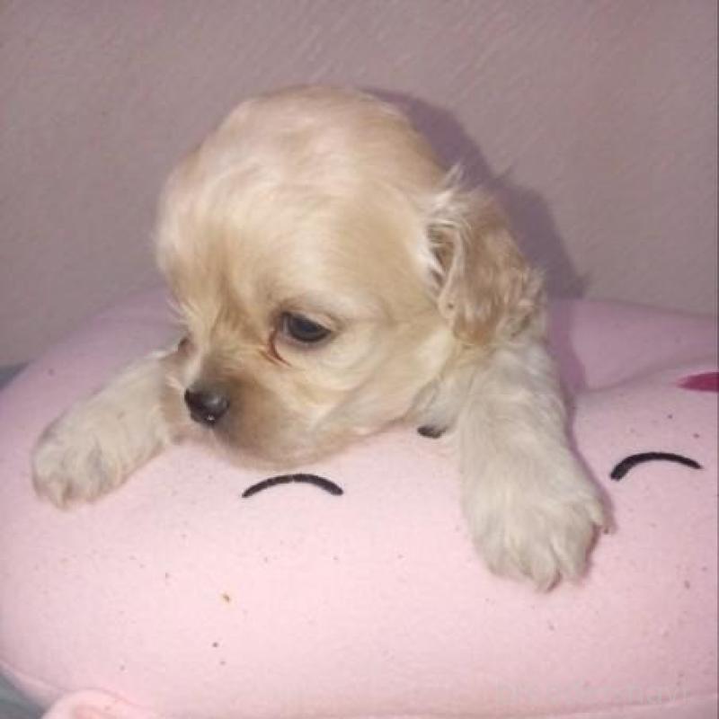 販売中の茨城県のミックス犬-409384の1枚目