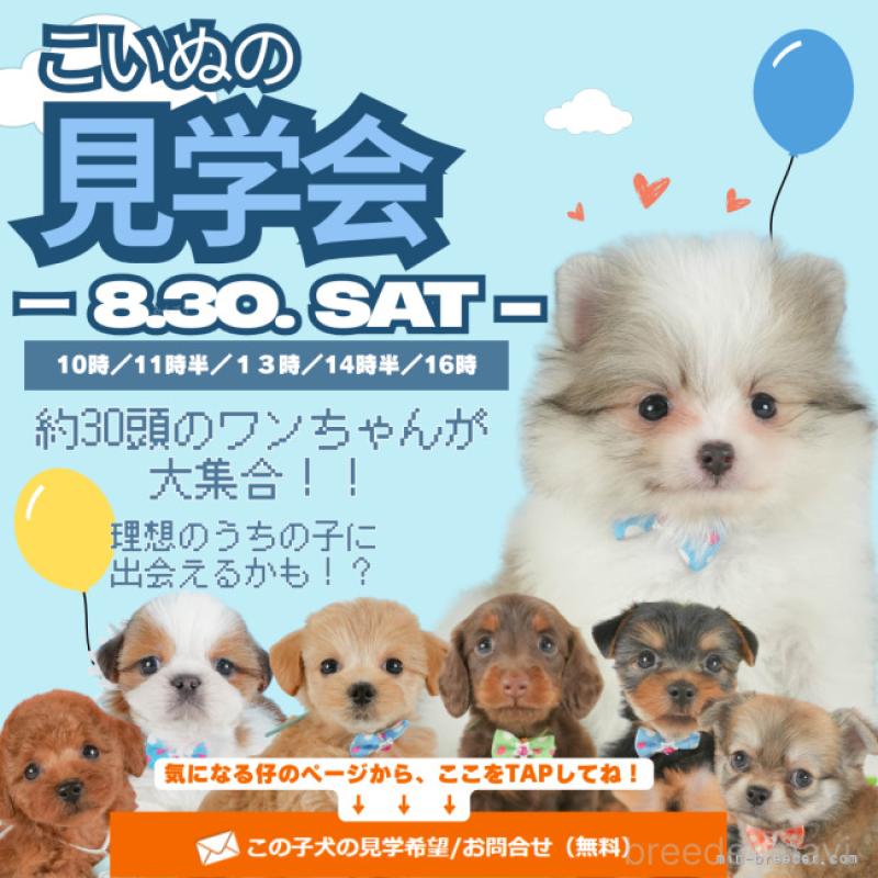 販売中の静岡県のトイプードル-409650の12枚目