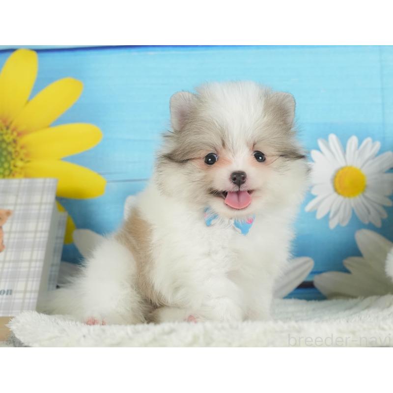 販売中の静岡県のポメラニアン-409675の6枚目